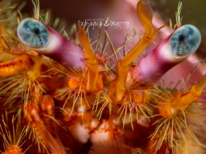 Hermit Crab Face with Baby Blues by Jan Morton 